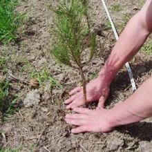 plantar un arbre pi