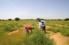 Dos homes plantant arbres a Burkina Faso amb projectes finançats per Ecosia