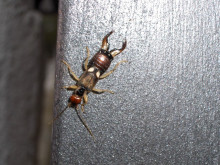 tisoreta bitxo insecte 