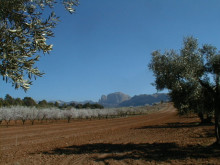 arnes