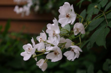 flora flors planta