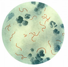El bacteri Streptococcus pyogenes