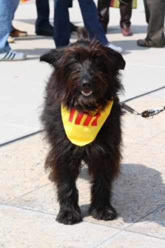 Un gos amb una estelada a la concentració independentista de Ginebra
