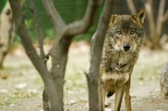 La fugida d'una lloba sumeix al zoo en el caos