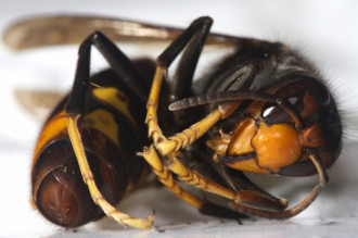 La vespa asiàtica s'escampa per l'Alt Empordà