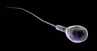 esperma espermatozou semen 