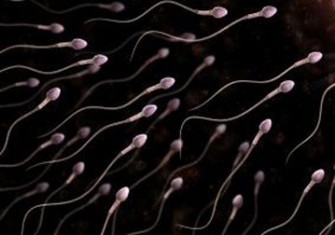 esperma semen espermatozous