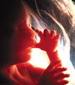 fetus embrio 