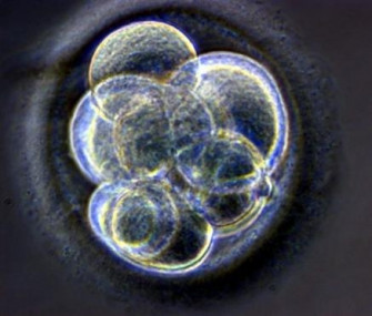 embrions