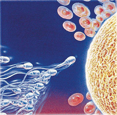 semen ovuls sexe sexualitat amor fills reproduccio