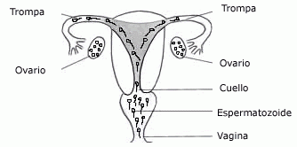 femeni, feminisme, vagina, sexe, sexualitat, famella, dona, dones