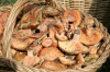 Un cistell de bolets