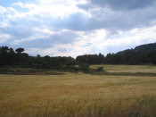 camp blat collita pagesia agricultura