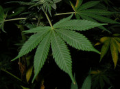 marihuana planta 