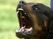 gos perillos Rottweiller Rottweiler