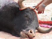 toro, toros, antitaurins