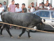 toros braus ebre 