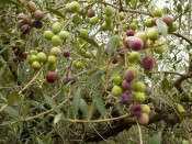 olives oliveres olivera oli
