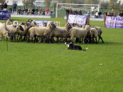 gossos atura castellar n'hug gos