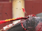 sang toro corrides toros