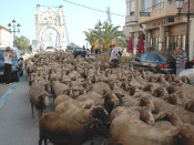 ovelles amposta