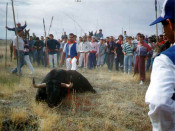 toro de la vega