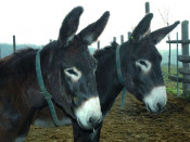 burro catala burros animal