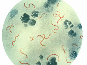 El bacteri Streptococcus pyogenes