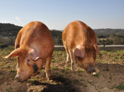porc, porcs,