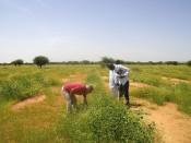 Dos homes plantant arbres a Burkina Faso amb projectes finançats per Ecosia