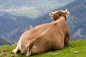 vaca