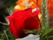 rosa, sant jordi