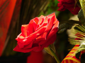 rosa sant jordi diada