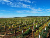 penedes vinya